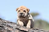 SHAR-PEI 564